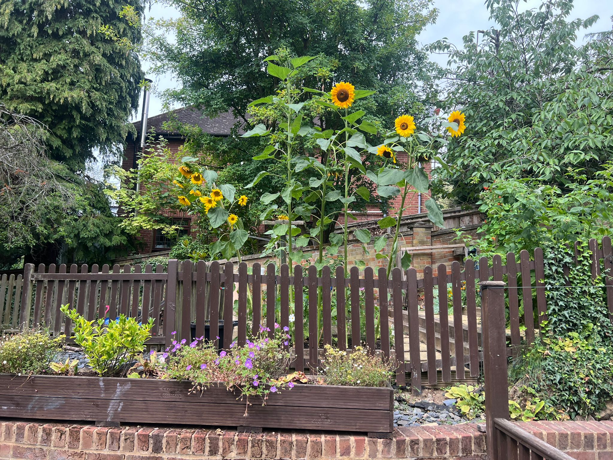 Sunflowers growing in the garden at Sycamore House Nursery in Bishop