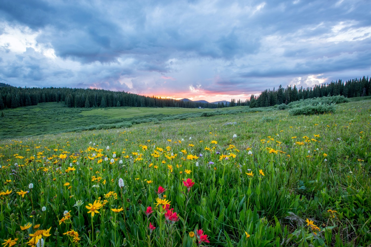 Vibrant wildflower meadow with colourful blooms set against forested hills and a glowing sky, offering a calm, nature‑led visual for families preparing as the clocks go forwards 2026. Photo by Joel Holland on Unsplash.