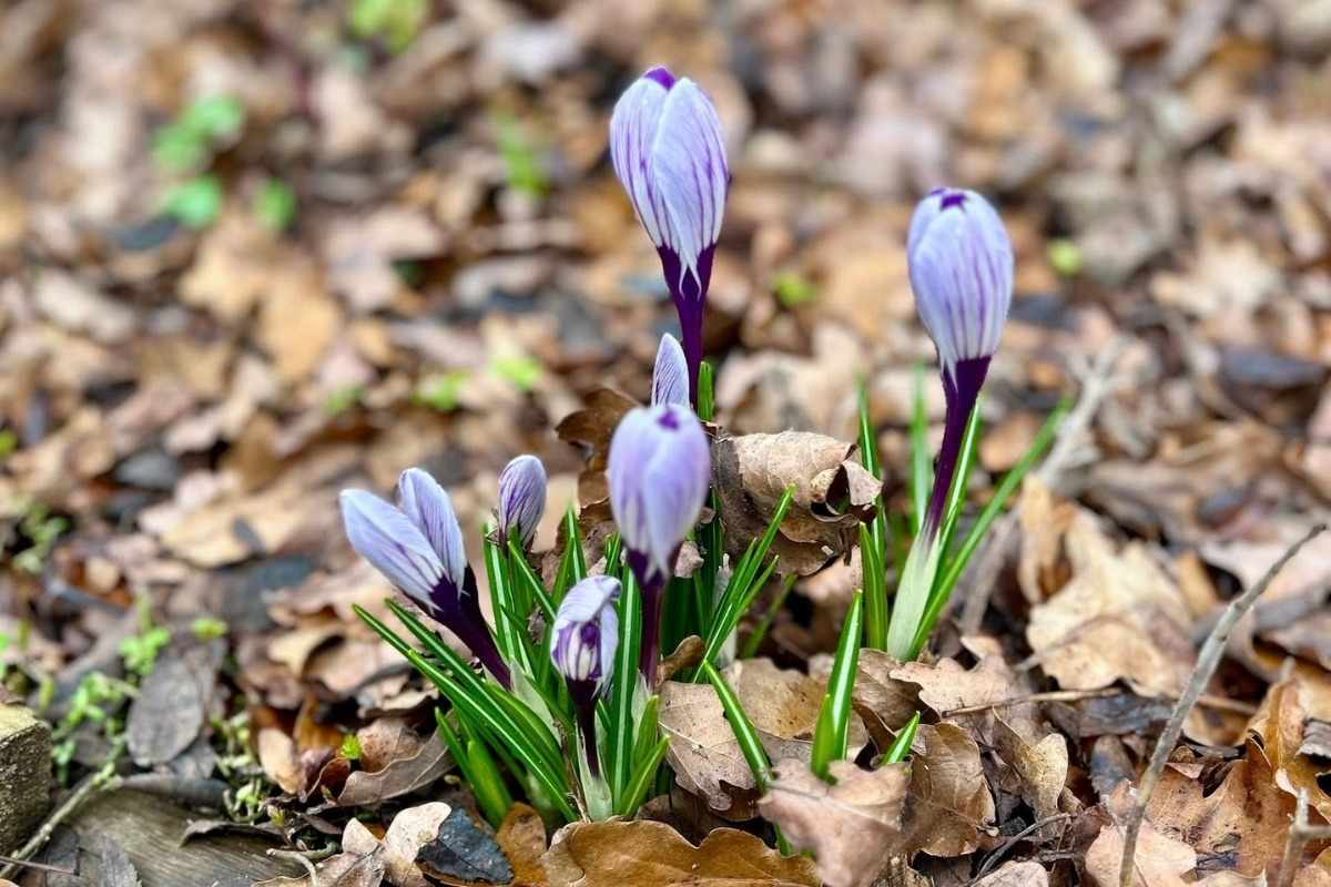 Purple crocus buds emerging through brown leaves in early spring, used to illustrate gentle mindfulness moments with children — noticing small changes in nature and pausing together to connect with the world around them.
